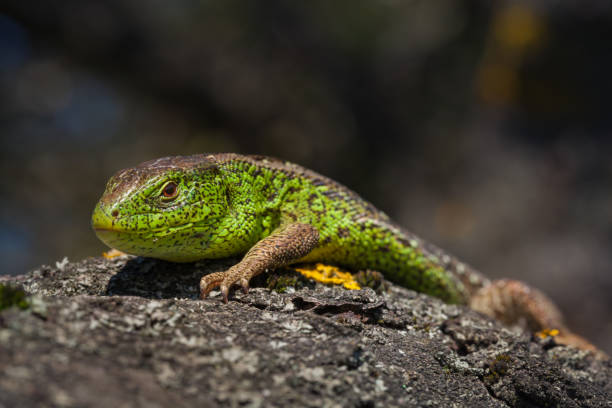 istock Nimble green lizard ( Lacerta viridis, Lacerta agilis ) closeup, basking on a tree under the sun.Male lizard in a mating season on a tree covered with moss and lichen. Reptile shot close-up 686030198