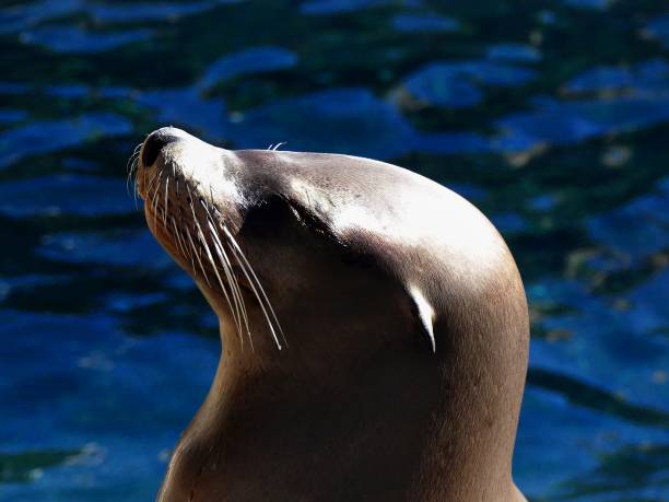istock Sea lion relaxing in the sun 686030532