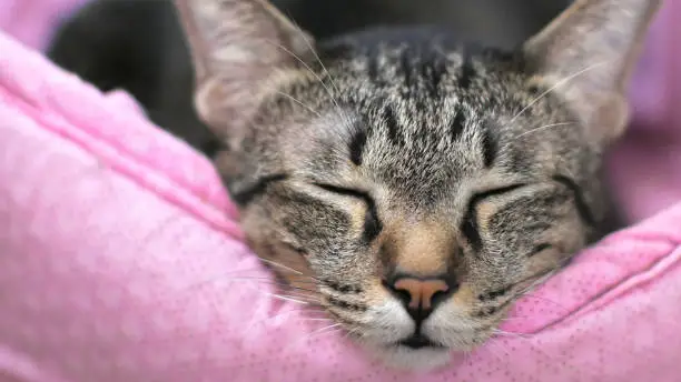 sleepy cat with a boring face on pink cat bed