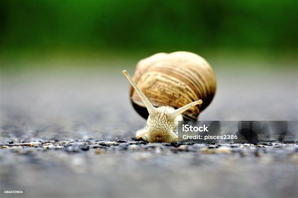 Front close up of europaean vineyard snail A front close up of an europaean vineyard snail Escargot Stock Photo