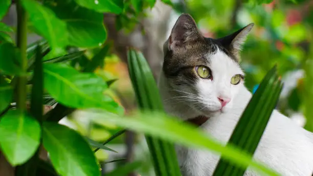 cat with cute clear glass eyes