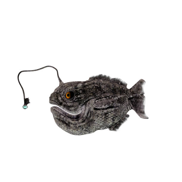 등불 고기잡이 - anglerfish 뉴스 사진 이미지