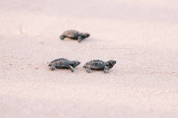 istock Newly hatched baby turtle toward the ocean 686041526