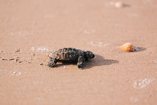 istock Newly hatched baby turtle toward the ocean 686041560