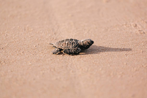 istock Newly hatched baby turtle toward the ocean 686044116