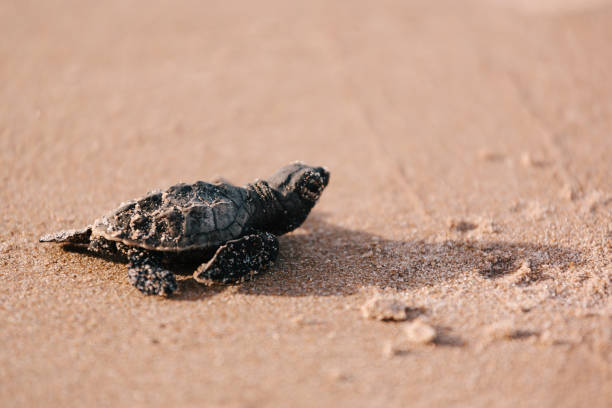 istock Newly hatched baby turtle toward the ocean 686044414