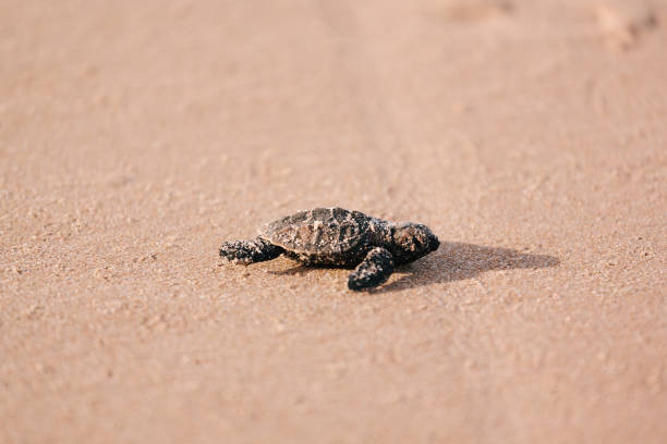 istock Newly hatched baby turtle toward the ocean 686044880