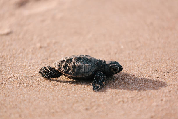 istock Newly hatched baby turtle toward the ocean 686044980