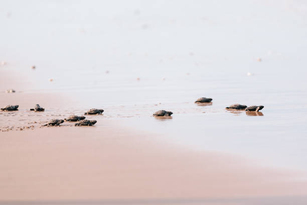 Newly hatched baby turtle toward the ocean Newly hatched baby turtle toward the ocean sea turtle egg stock pictures, royalty-free photos & images