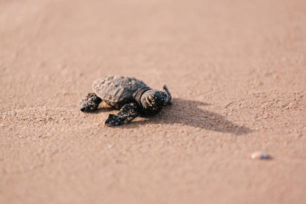 istock Newly hatched baby turtle toward the ocean 686045022