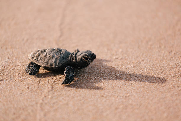 istock Newly hatched baby turtle toward the ocean 686045200