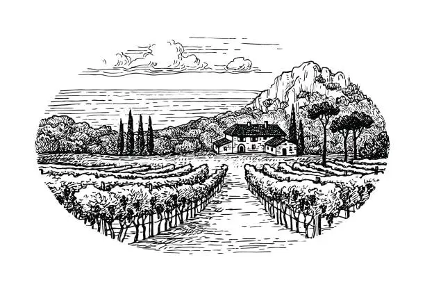 Vector illustration of Vineyard by the sea.