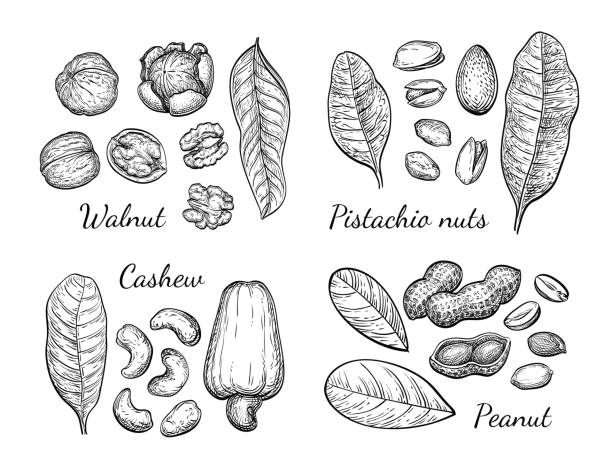 nussbaum, cashewkerne, pistazien und erdnuss - walnut nut nutshell peanut stock-grafiken, -clipart, -cartoons und -symbole