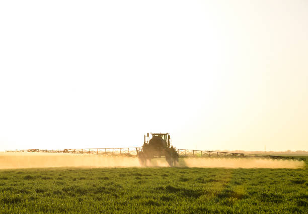 istock Tractor on the sunset background. Tractor with high wheels is making fertilizer on young wheat. The use of finely dispersed spray chemicals 686062562