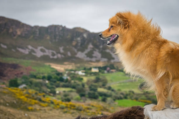 istock Cute brown dog and rural landscape 686063078