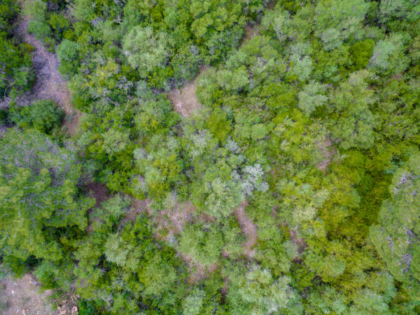 istock Trees birds eye view on sunny day 686066078