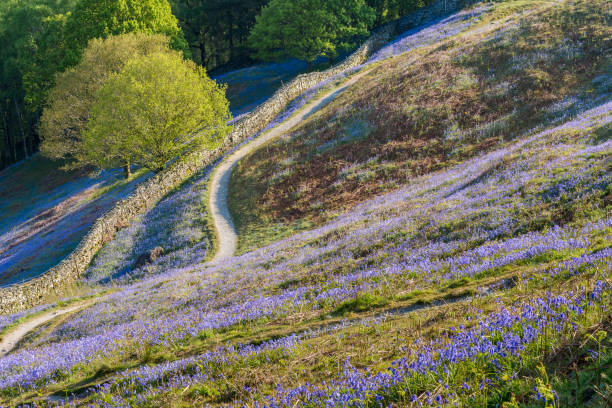 Path Leading Through Bluebell Carpets. Curving rural footpath leading through carpets of Bluebells in the English Lake District. grasmere stock pictures, royalty-free photos & images