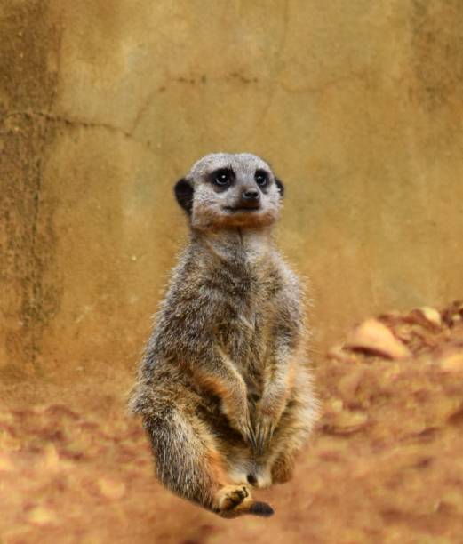 istock funny meerkat posing with a confusion stunned face 686071364