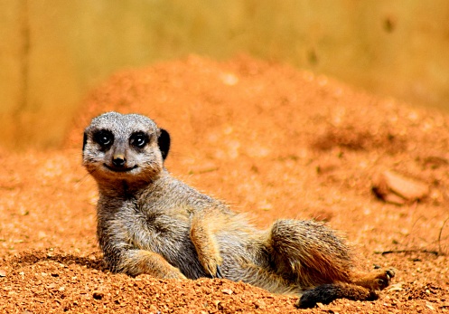 Meerkats by their burrow in Kalahari savannah