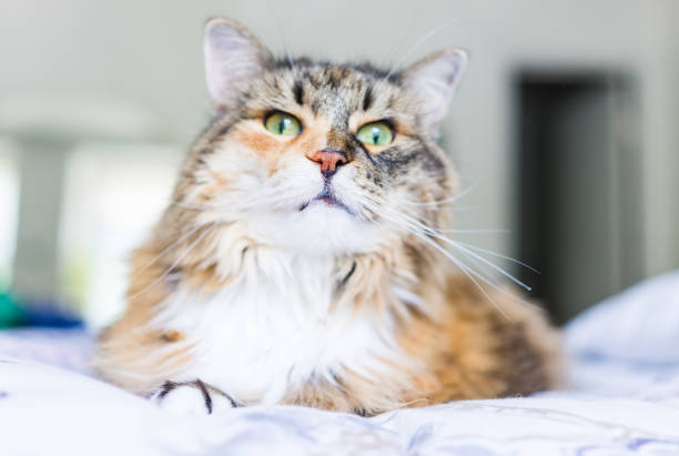 istock Closeup of angry maine coon cat looking down 686075028