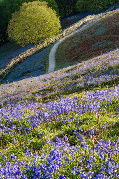 istock Bluebell carpets at Grasmere in the Lake District. 686077446