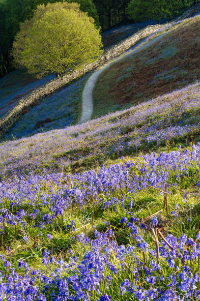 Bluebell carpets at Grasmere in the Lake District. Rural path leading through bluebell carpets in the Lake District on a spring morning. grasmere stock pictures, royalty-free photos & images