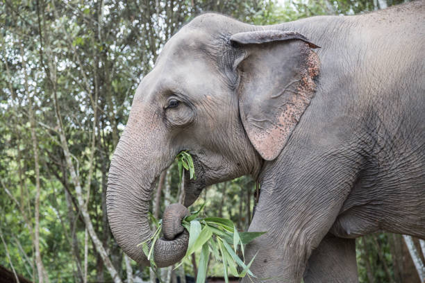 istock Close-up of elephant feeding in the jungle 686077516