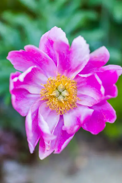 Macro closeup of inside of one large pink peony flower