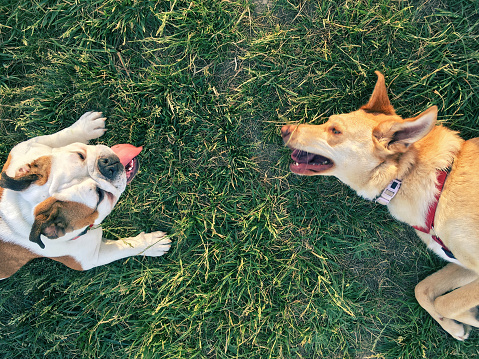 copyspace in the grass area between two dogs resting on the grass