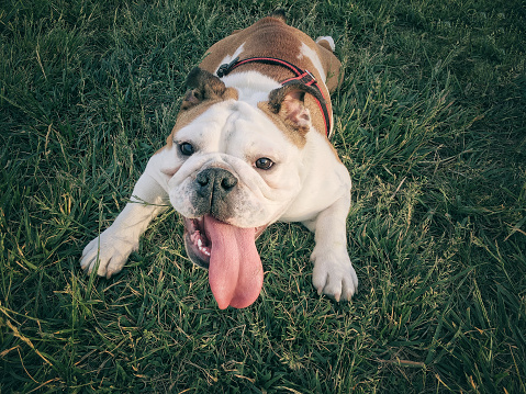 young female English bulldog cools down on the grass
