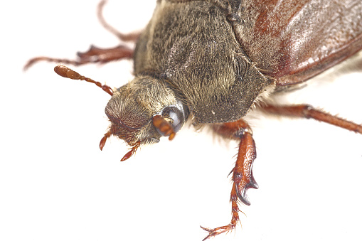 Cockchafer or May bug (Melolontha melolontha) isolated on a white background