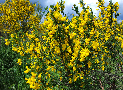 Spring flowers in bloom.  Vancouver Island.  Almost impossible to great rid of.  Rapid Growth.