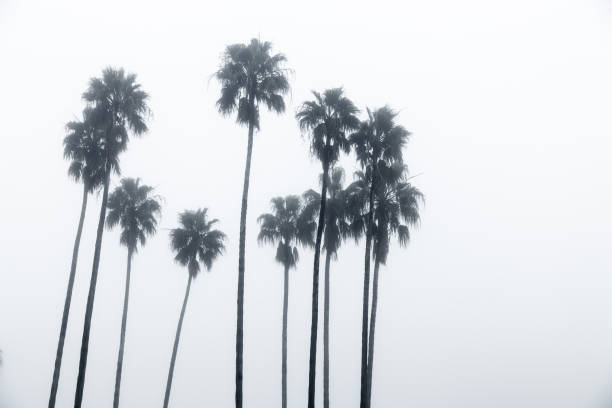 istock Palmtrees in the fog 686082620