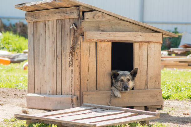 istock Guard dog sits in a kennel chain and is sad 686095828