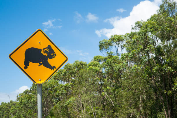 コアラはオーストラリアの田舎道の近くの黄色に黒い警告サインを警告します。 - koala sign australian culture animal ストックフォトと画像