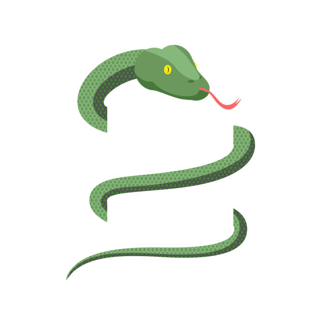 ilustraciones, imágenes clip art, dibujos animados e iconos de stock de la serpiente envuelve aislado. cobra sobre fondo blanco. reptil verde - snake rattlesnake poisonous organism fang