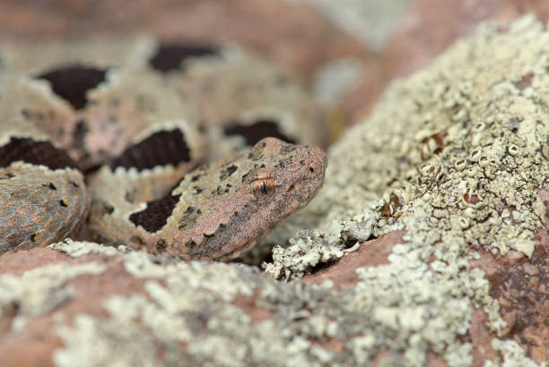 istock Banded Rock Rattlesnake 686114858