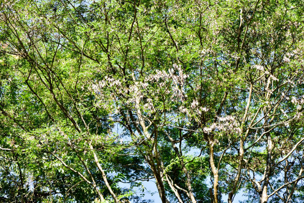 istock Flower and adventure 686117660