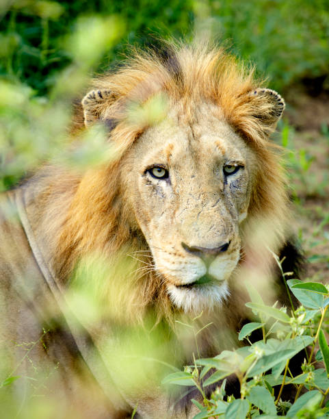 istock Male Lion South Africa 686123854