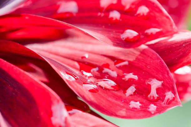 Water drops on red petals of a flower after the rain