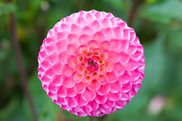istock Dahlia jowey winnie closeup 686127526