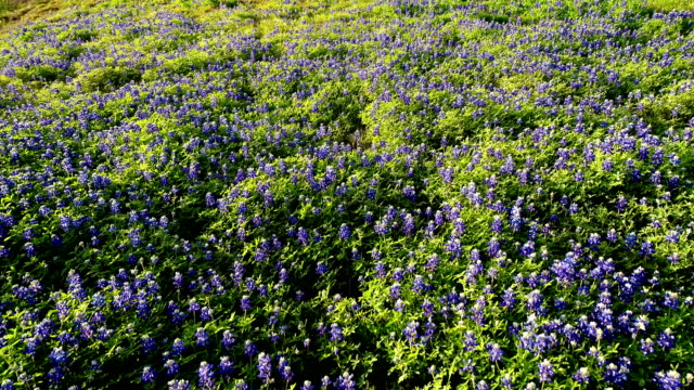backing up over BlueBonnet field a Texas State Flower during Spring Time Blooms