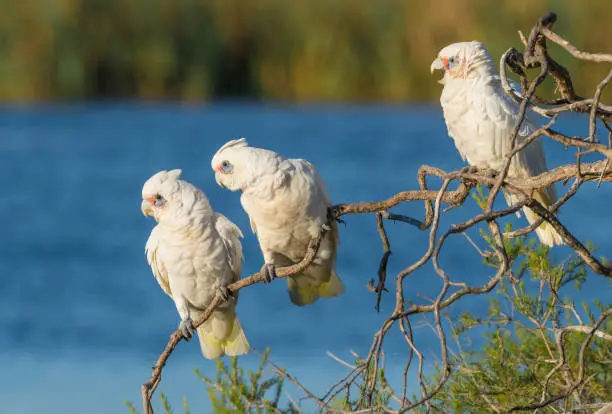 Three Little Corellas gazing intently  from their perch on a tree at Herdsman Lake in Perth, Wesren Australia.