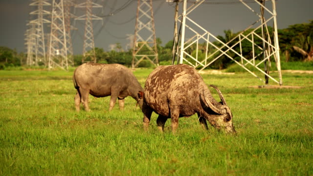 asia buffalo eat grass in green field