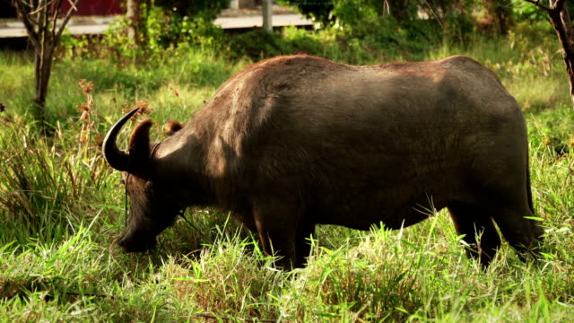asia buffalo eat grass in green field