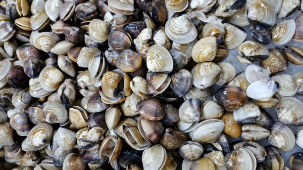 istock Closeup of the clams 686139166