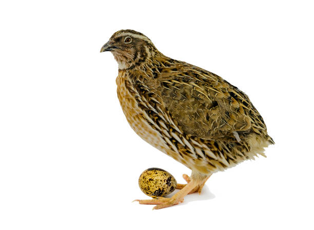 Quail and egg isolated on white background Domesticated quails are important agriculture poultry quail bird stock pictures, royalty-free photos & images
