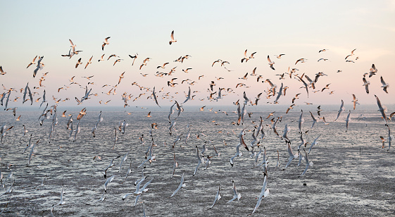 Landscape image of Seagulls flying in the sky at sunset.