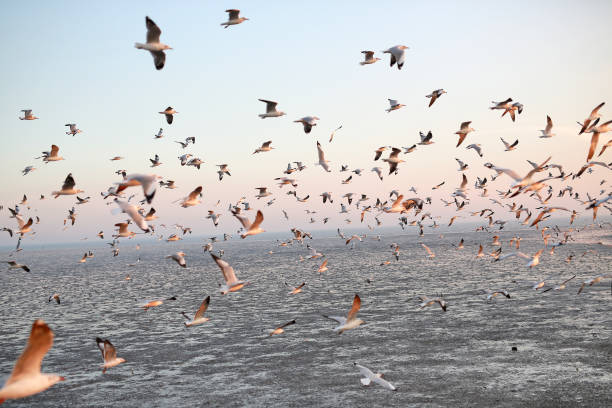 Hundreds of seagulls flying in the sky at sunset.