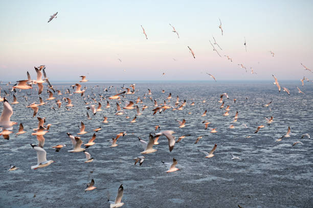 Hundreds of seagulls flying in the sky at sunset.